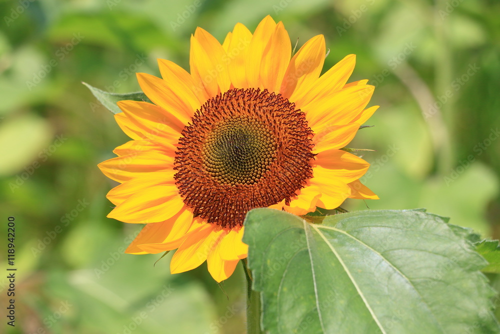 sunflower sunflower
