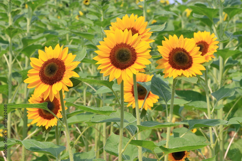 Obraz premium sunflower