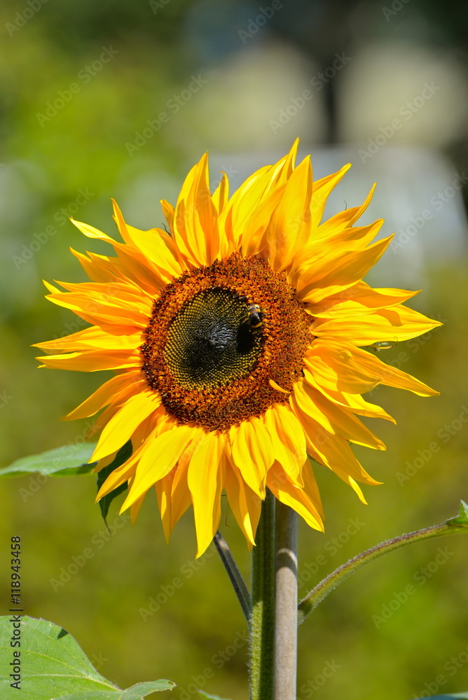 Fototapeta premium Sunflower with insect