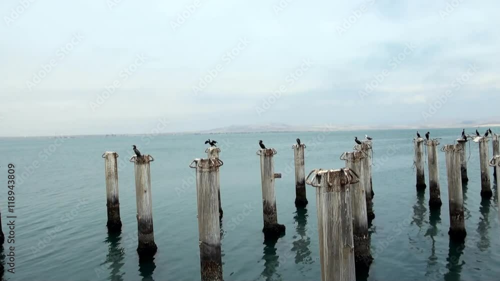 Cormorant Colony On The Rocks- Otaria flavescens - Cruise Port General San Martin Pisco - Peru Cormorant Colony On The Rocks- Otaria flavescens - Cruise Port General San Martin Pisco - Peru