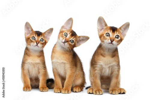 Fototapeta Naklejka Na Ścianę i Meble -  Three Cute Abyssinian Kitten Sitting and Curious Looking up, Stare in Camera on Isolated White Background, Front view, Funny turned head