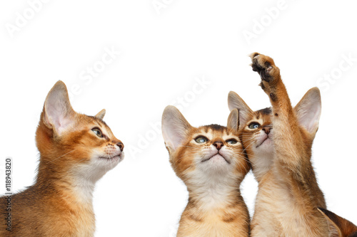 Closeup Three Cute Abyssinian Kitten interesting Looking up, Raising paw on Isolated White Background © seregraff