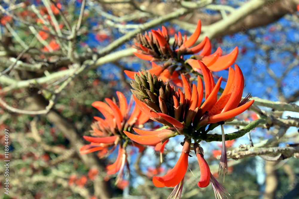 Beautiful coral trees blooming in winter time on the beach (Sydney, Australia) Beautiful coral trees blooming in winter time on the beach (Sydney, Australia)