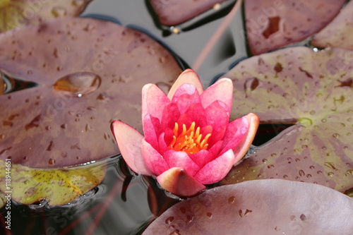 Fototapeta Naklejka Na Ścianę i Meble -  Pink-red hybrid 