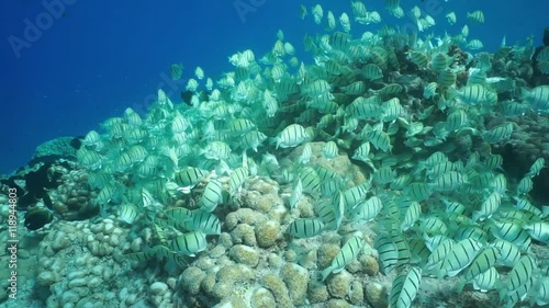 Tropical fish school underwater, convict tang, Acanthurus triostegus, feeding on the ocean floor, Tuamotu archipelago, Pacific ocean, French Polynesia
 photo