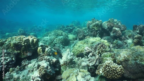Wallpaper Mural Moving on a shallow coral reef underwater in the lagoon of Rangiroa, Tuamotu, Pacific ocean, French Polynesia
 Torontodigital.ca