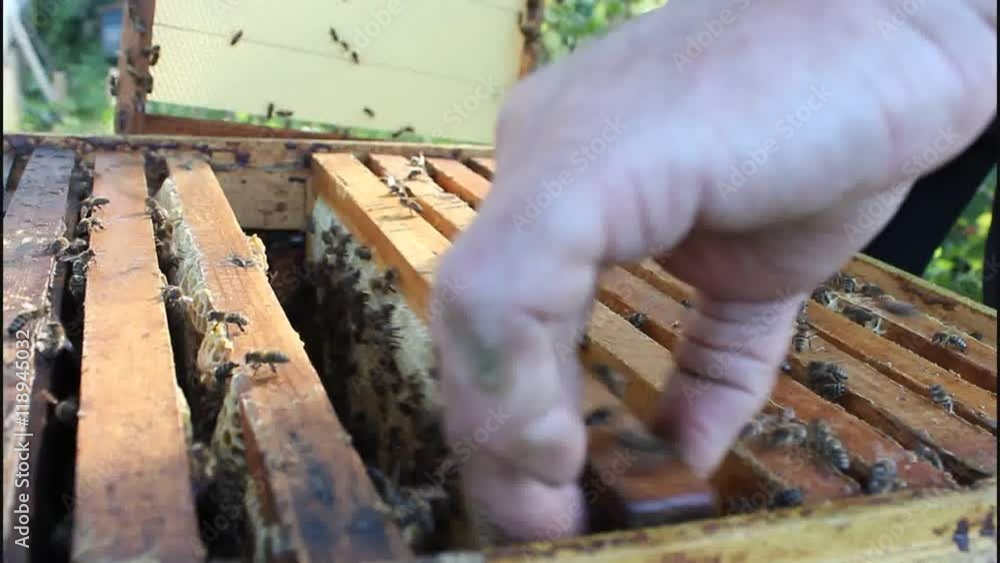 Work of beekeeper with bees.
Beekeeper inspecting bees watching the development of the colony.
Work of beekeeper with bees.
Beekeeper inspecting bees watching the development of the colony.