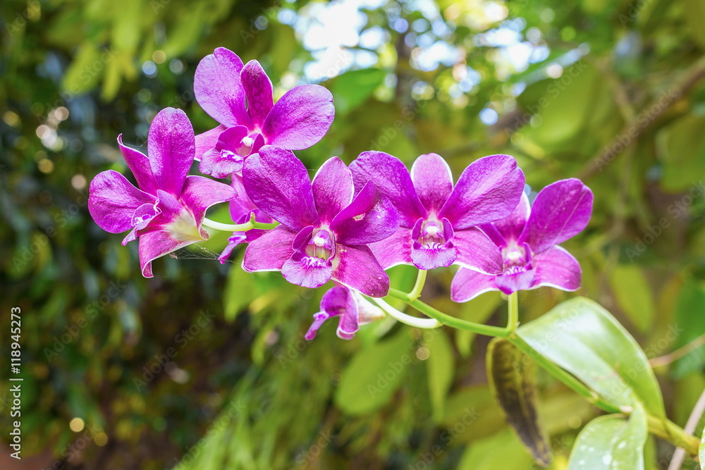 purple orchid flowers the natural