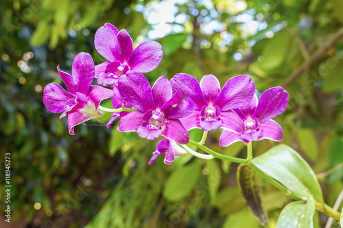 purple orchid flowers the natural