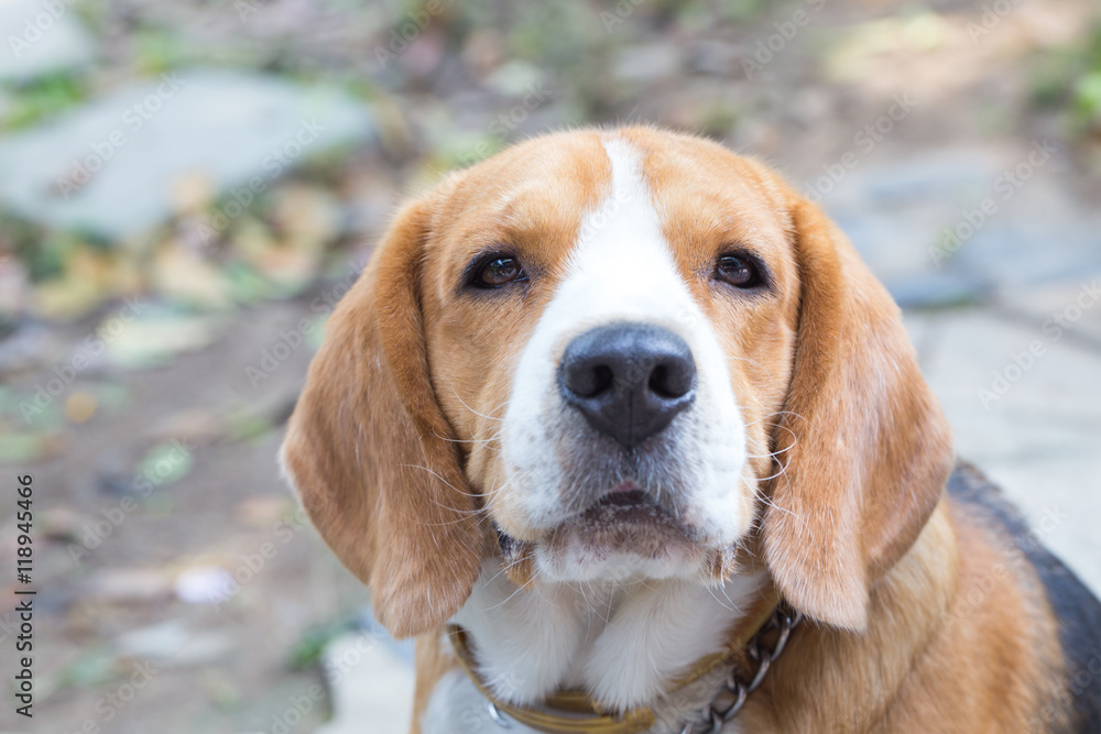 Beagle dog boy looking up