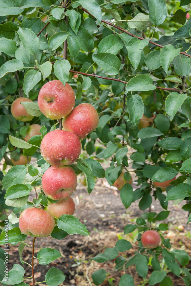 Red apples with raindrops Red apples with raindrops