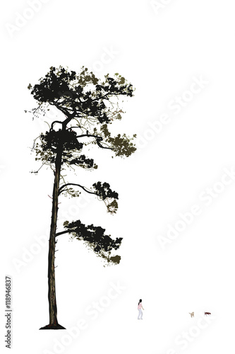 Illustration Of Old Pine Tree