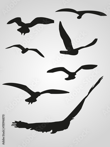 flock of birds on a white background © exvanesko