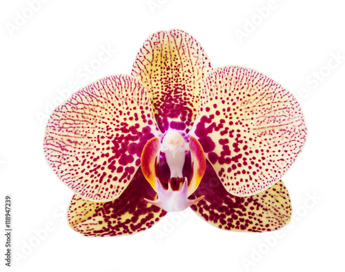 Orchid. Orchid flower. Beautiful orchid flower isolated on white.(selective focus) © ulkan
