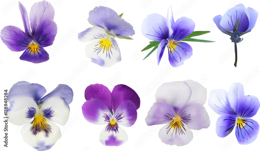 eight garden violet blooms isolated on white eight garden violet blooms isolated on white