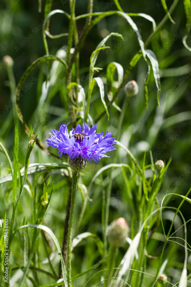 Beautiful wildflowers cornflowers.Selective focus Beautiful wildflowers cornflowers.Selective focus