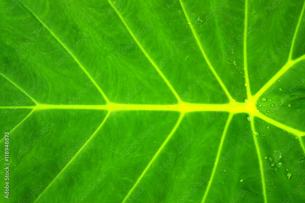 Green leaf texture Green leaf texture