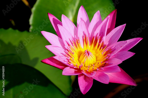 Pink Lotus flower © natthachai