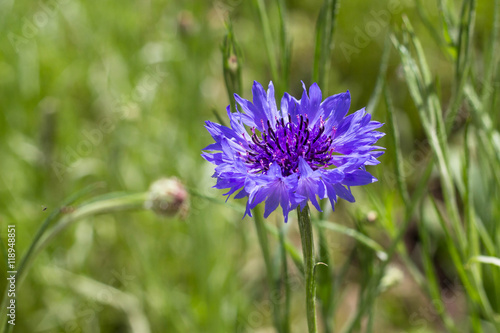 Beautiful wildflowers cornflowers.Selective focus