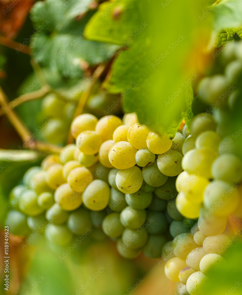 Ripening grapes on the vine
