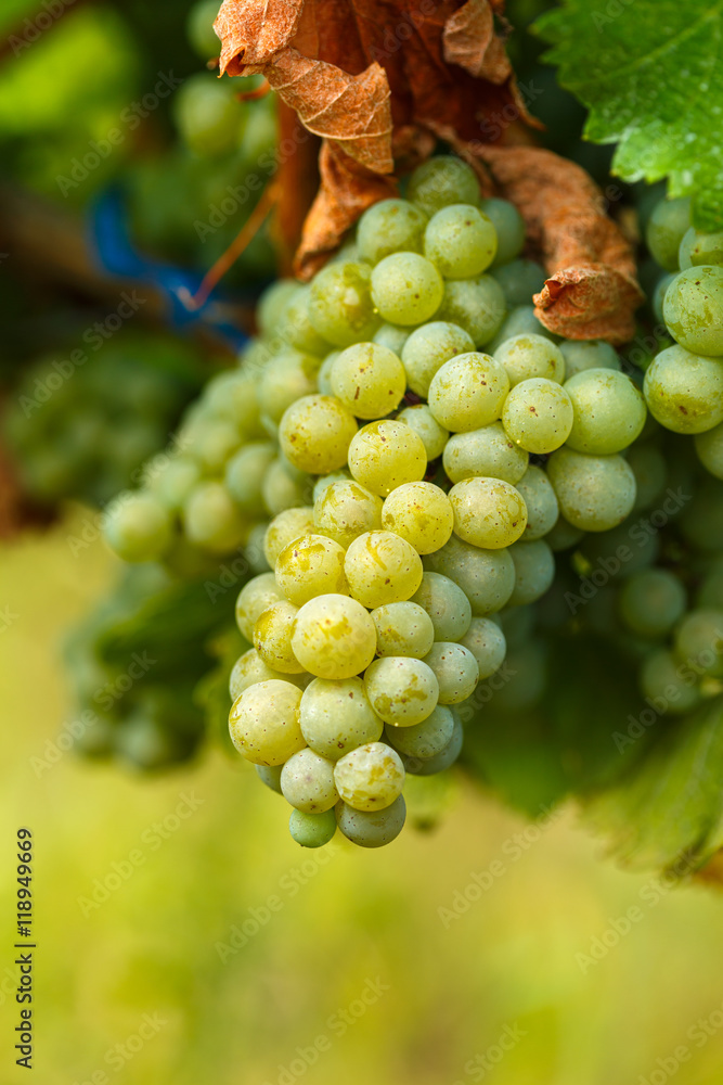 Ripening grapes on the vine Ripening grapes on the vine