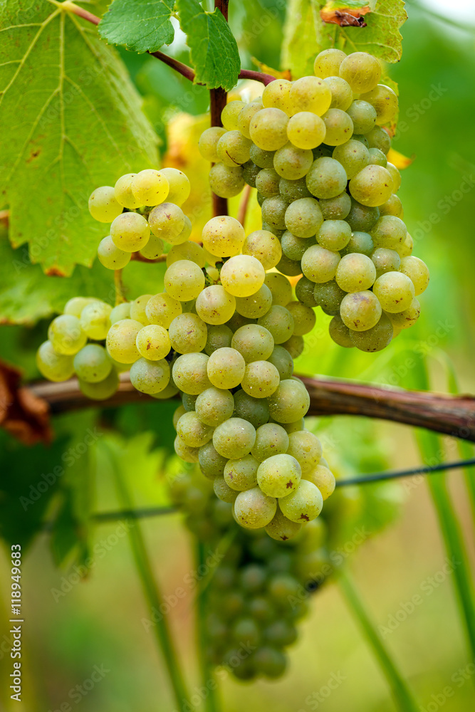 Ripening grapes on the vine