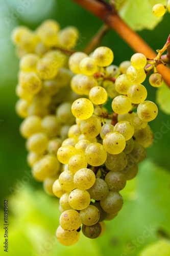 Ripening grapes on the vine