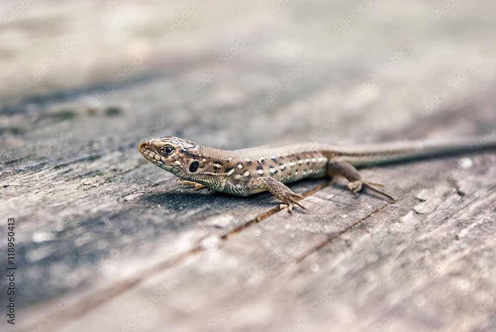 Green and brown lizard (Lacerta viridis, Lacerta agilis) is a species of lizard of the genus Green lizards. Lizard on the wooden backdround. Green and brown lizard (Lacerta viridis, Lacerta agilis) is a species of lizard of the genus Green lizards. Lizard on the wooden backdround.