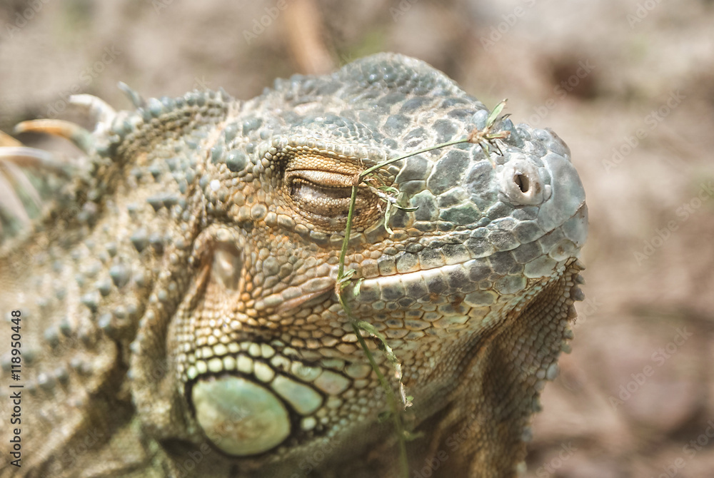 Fototapeta premium Grand Cayman Blue Iguana, an endangered species of lizard. Portrait of green iguana. Iguana wildlife. Closeup of a green Iguana. Green Iguana Reptile.