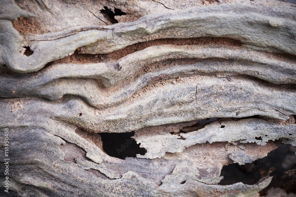 wood texture closeup background wood texture closeup background
