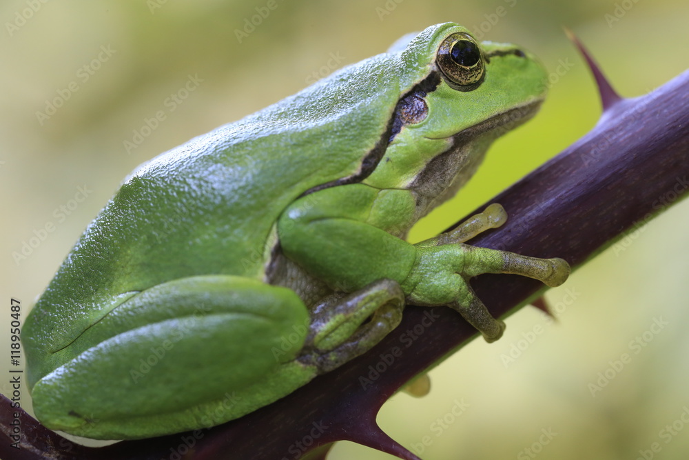 Obraz premium Europäische Laubfrosch (Hyla arborea)