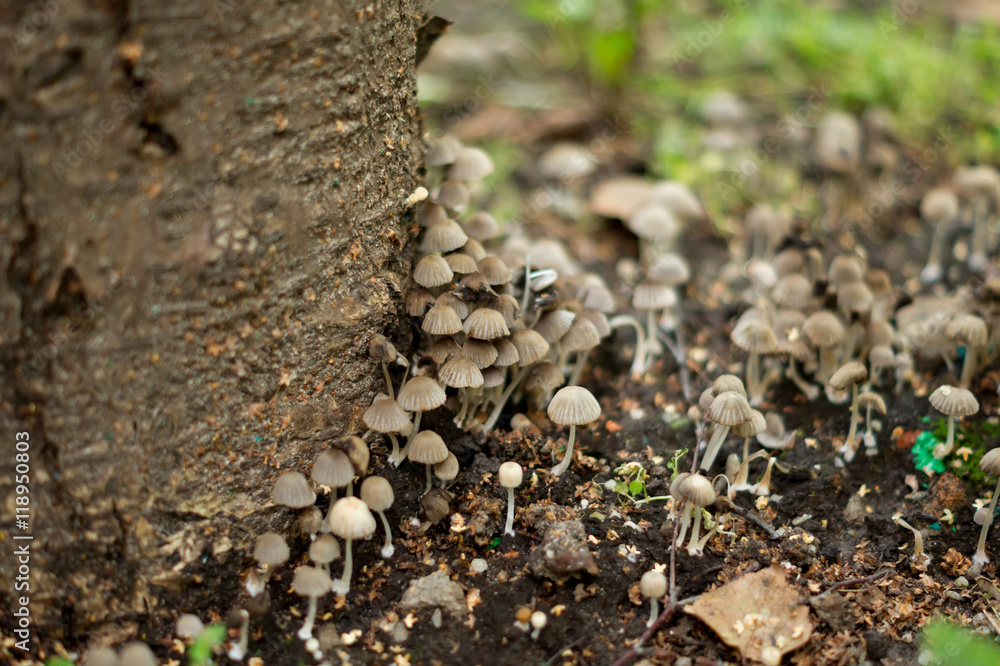 toadstools in the forest toadstools in the forest