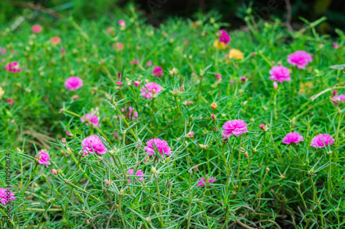 Common Purslane, Verdolaga, Pigweed Pusley, flower bloom pink green field in garden