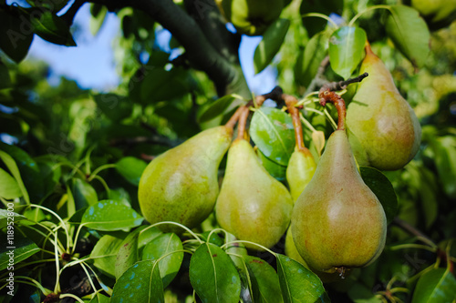 Fresh pears on the branch
