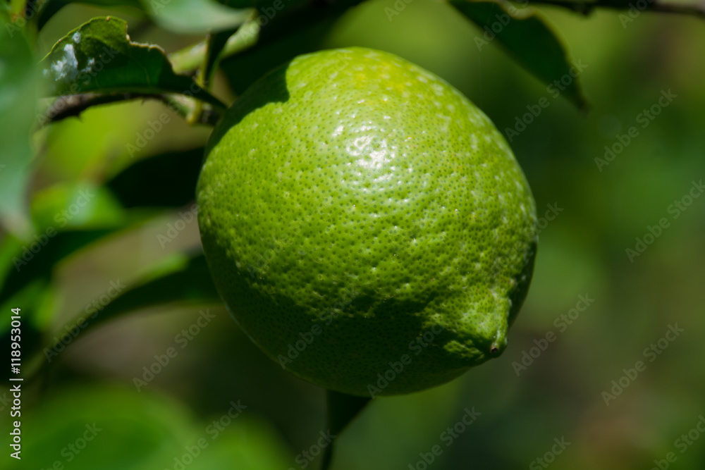 Green lemon on the tree