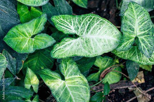 Nephthytis' beautiful leaves (Syngonium podophyllum cv 'White Butterfly') often grown as house plants