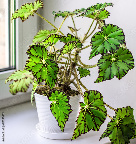Valokuvatapetti Beautiful Begonia in white flowerpot on windowsill