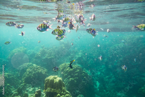 Underwater fish crowd around reef rock