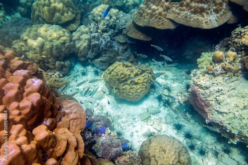 Fototapeta Naklejka Na Ścianę i Meble -  Life Underwater coral reef colorful fish crowd around at lipe sea