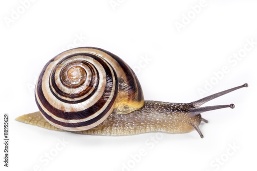 Black and white snail isolated on white