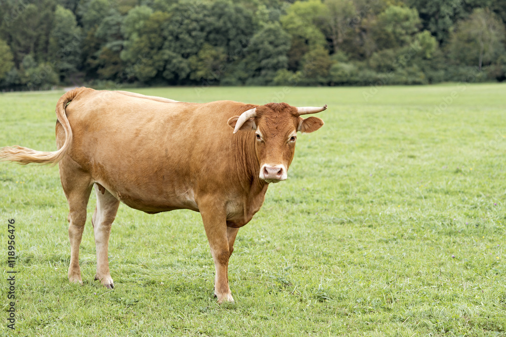 vache à robe rousse sur le pâturage