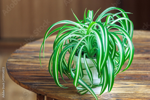 Chlorophytum in white flowerpot on wooden background . Ornamental plants in pot /Variegatum,comosum. Spider Plant photo