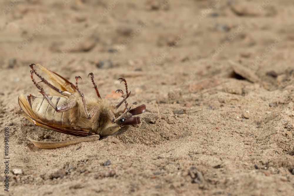 Closeup dead beetle (Polyphylla alba) on sand in garden. Fight with insect. Extermination. Closeup dead beetle (Polyphylla alba) on sand in garden. Fight with insect. Extermination.
