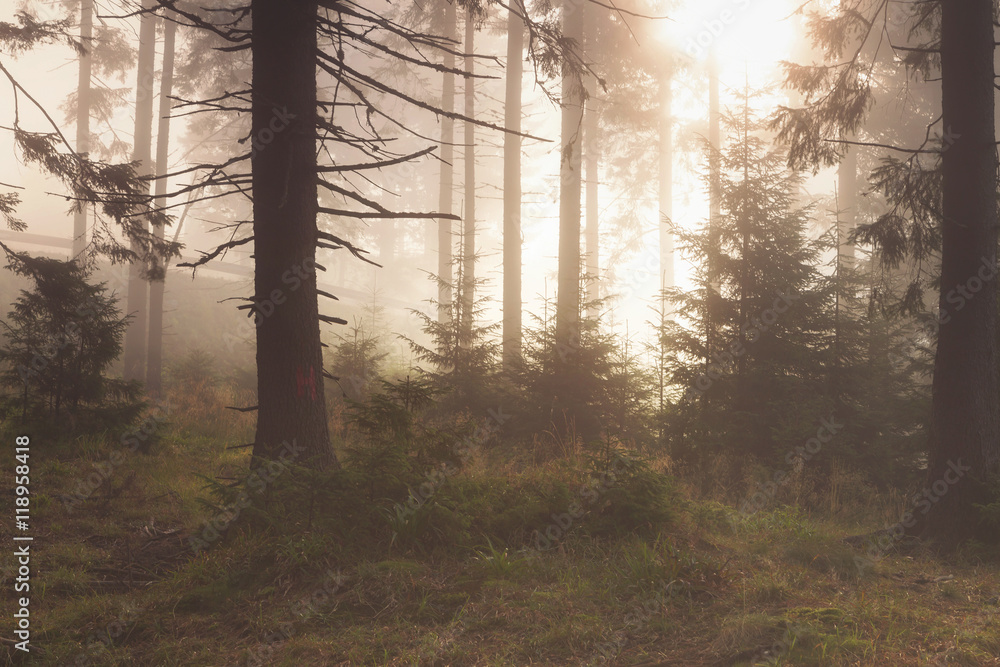 Obraz premium Beautiful landscape of a foggy forest, at sunrise