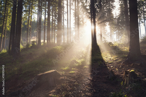 Beautiful landscape of a foggy forest, at sunrise