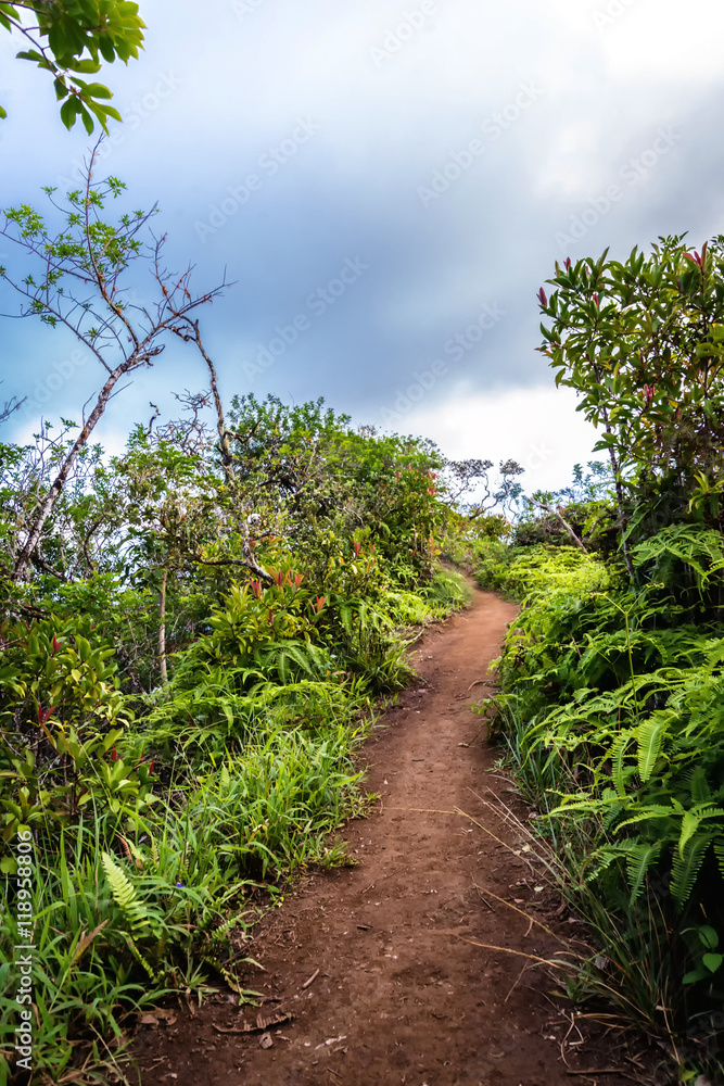 Fototapeta premium Kuliouou Ridge trail, a popular hiking destination just outside Honolulu, Hawaii on the south side of Oahu