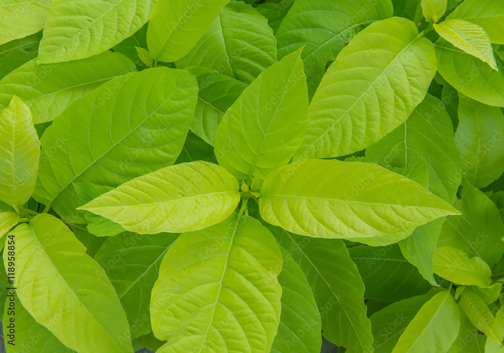 Fototapeta premium green leaf in agricultural farm for background