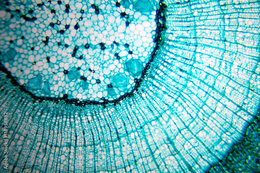 plant cell in microscope slide. Real shot. - obrazy, fototapety, plakaty 