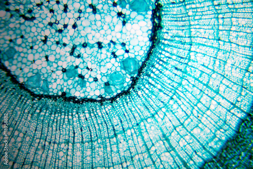 plant cell in microscope slide. Real shot.