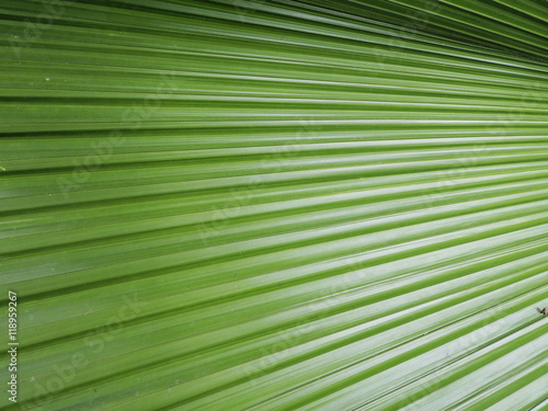  Palm leaves in nature